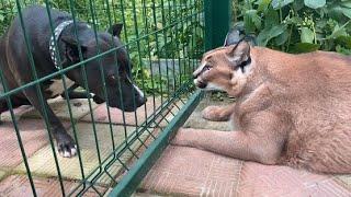 Big Floppa Meets a Friend Marta #caracal #bigcat