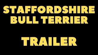 Staffordshire Terrier Trailer!  The fil comes soon...  DogcastTV!