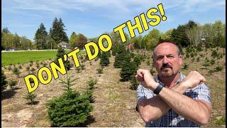 Christmas tree mistakes I am still paying the price for.