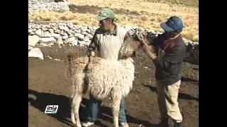 PREVENCIÓN Y CONTROL DE ENFERMEDADES EN ALPACAS Y LLAMAS