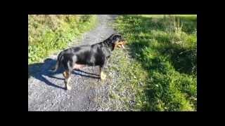 Rottweilers Atar & Hera-48 Hours after Labor