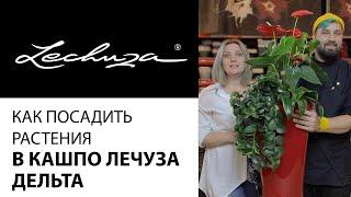 Как посадить растения в кашпо Лечуза Дельта? Сажаем цветы в кашпо с автополивом Лечуза