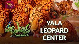 Sobadhara - Sri Lanka Wildlife Documentary | 2020-07-24 | Yala Leopard Center