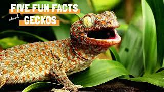 Five Fun Facts about Geckos #Geckos #ReptileWonders #WildlifeDiscovery