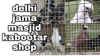 Jama masjid kabootar shop || delhi Kabootar market || GS Birds Info ||