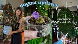  houseplant walk through  pest updates & how all my plants are doing!