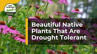 LESS WATERING! With Beautiful Drought Tolerant Native Plants