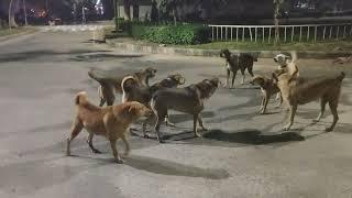 Street Dog #StreetDogs #Dogs #tussle