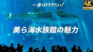 一度は行きたい！【沖縄美ら海水族館】超巨大ジンベエザメ 可愛いウミガメ 愛らしいマナティ迫力のイルカショーアクアリウム aquarium 癒し