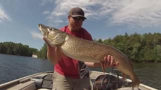 Big Pike: The Importance of Catch and Release