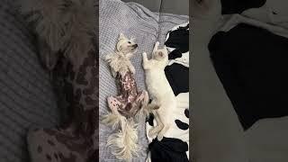 #reels #respect #lifestyle #life #cat #dog #nature