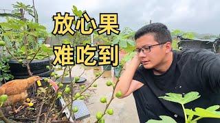婚前先旅：广东连续下雨2个月，无花果落果落叶，有机种植很难