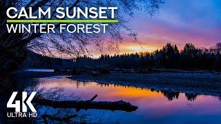 4K Sunset in Hoh Rainforest - Calm Forest Sounds with Frog & Toad Croaks for Focus & Study