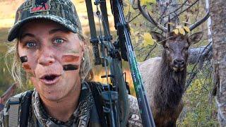 Surrounded by Bugling Elk in Colorado!