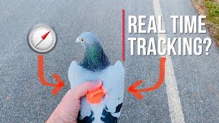 First Real-Time tracking of my racing pigeons??