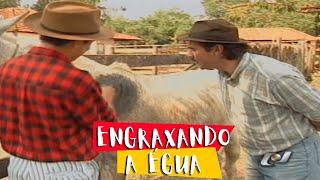 ENGRAXANDO A ÉGUA - NILTON PINTO E TOM CARVALHO