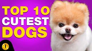 TOP 10 CUTEST DOG BREEDS