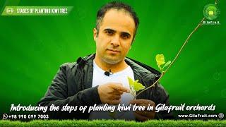 Export kiwi cultivation: buying and selling Iranian Hayward kiwi