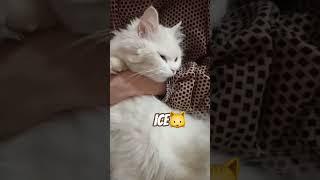love you Ice 🫶#icecat #cat #love #cute #pets #cutecats #cutepets #catsshorts #catslover #catniss