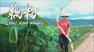 Lotus Root Powder - The Nutritious Summer Delicacy in Lotus Pool