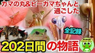 カマキリ日記#189 カマの丸、ピーカマちゃんと過ごした202日間の全記録。2022年の思い出（5月2日～11月20日）【おたま日記】