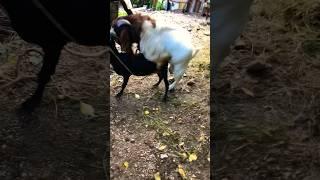 Wait until the end #mating#reproduction #animallover #nature #shorts #goat #subscribe #boermating