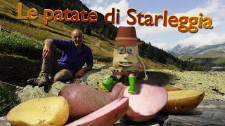 Pat e l'eroica coltivazione delle patate di Starleggia