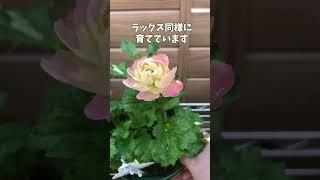 3月31日ラナンキュラス セイレン〇関連動画4分39秒からセイレンです