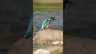 Kingfisher vs. Fish: Epic River Battle!  Close-Up