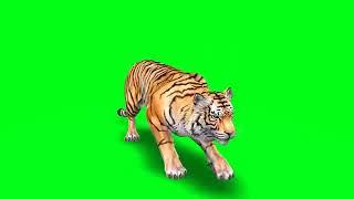 No Copyright green screen tiger effect free download