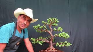 Jade Bonsai lesson/ Correct Way of Pruning