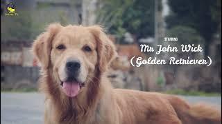 Mr John Wick (Golden Retriever)