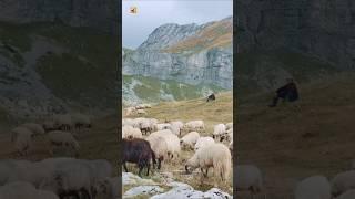 Sheep Sounds in the Mountains (Natural Ambience from Montenegro)