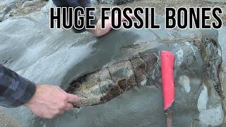 HUGE fossil bones discovered