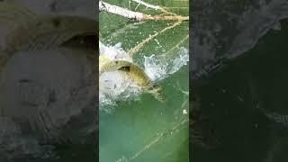 Niesamowite! Szczupak zaatakował z powierzchni #lifehacks #fishing