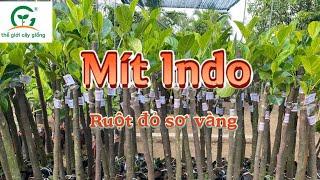 Mít Indo. Cây to, gốc láng.0797.844.499