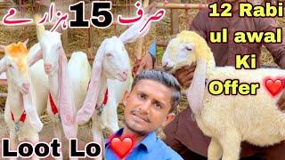 Hafeez Ne Shoqeeno Ko Offer Da Di  || 2025 Ka ghulabi Bakra Or Dumba || Bakra Mandi 2025