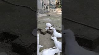 New post #pigeon #white loton#samar #kabootar #samar pigeon loft akaipur #7797#hashtag