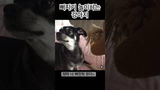 삐진척 연기하는 강아지 #shorts