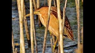 Little Bittern (Ixobrychus minutus) Μικροτσικνιάς - Cyprus.