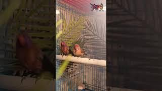 Violet earned waxbill #mps farm #exoticfinches #finches #birds #exoticbirdsfarm