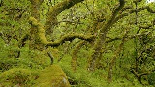 The Temperate Rainforests of Southwest England - A Short Documentary