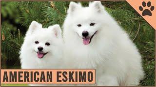 American Eskimo - Dog Breed Information