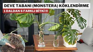 Monstera - Deve Tabanı Köklendirme & En İyi Toprak Karışımı (2024)