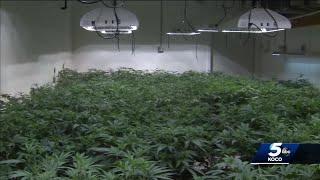 Oklahoma marijuana growing operations targeted by crime rings