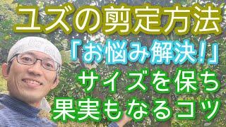 【ユズ(柚子)の剪定法】巨大化せずに実も楽しめる通年可能な手入れ(2024年11月)🟡