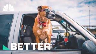 Heat Danger! How To Protect Your Pet This Summer | Better | NBC News