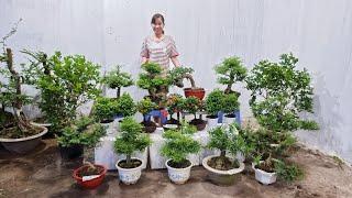 clip170 ltk bonsai lợi nguyên bán bonsai mini mới về,trang sen, tùng, ổi, chiếu thủy,nguyệt quế, sam