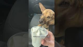 Seeing if my scared rescue puppy will try ice cream