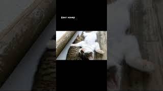 Интересные факты о сне #shorts #tiktok #факты #сон